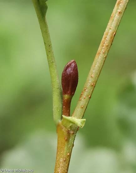 fotografie Alnus glutinosa (olše lepkavá)