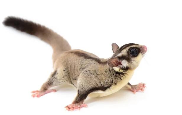 Sugarglider — Stock obrázek