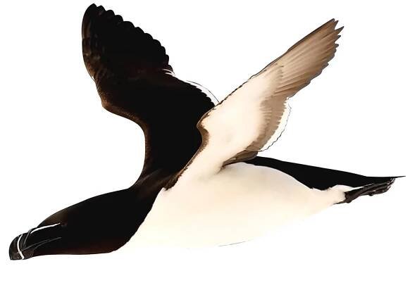 Razorbill - Alca torda