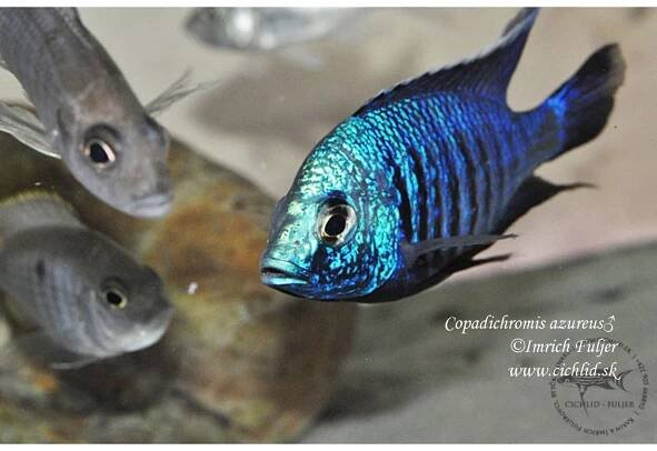 Copadichromis azureus