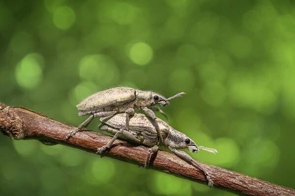Hmyz Hmyzu Páření - Fotografie zdarma na Pixabay