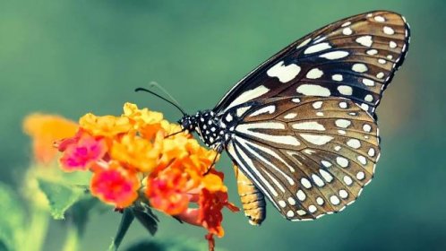 Motýli mají unikátní schopnost. Vědci ji dokáží využít pro odhalení rakoviny