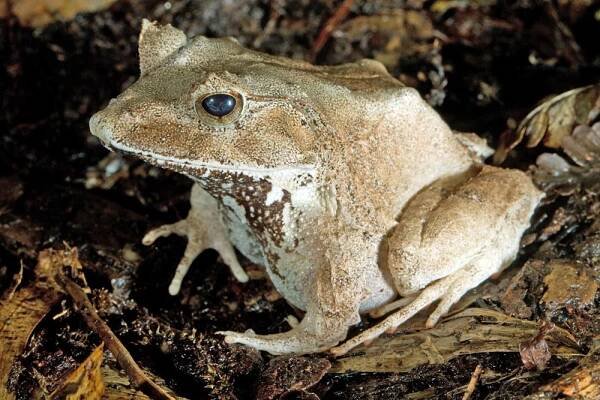 Solomon Islands leaf frog