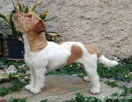 Jack Russell Teriér broken na prodej s pp fci Hodonín