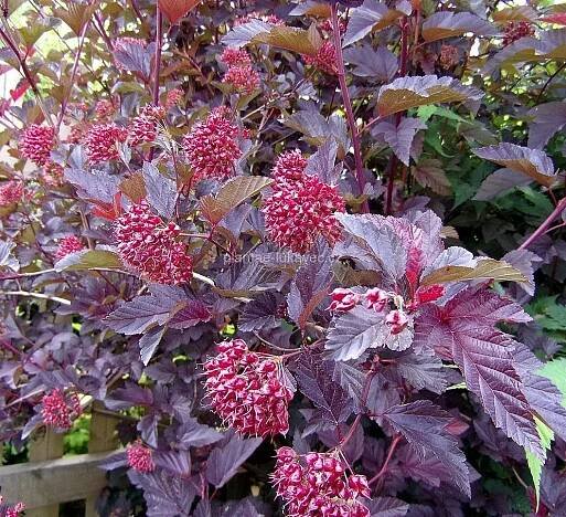 Tavola kalinolistá,červenolistá ´Diabolo´(Physocarpus opulifolius ´Diabolo´)