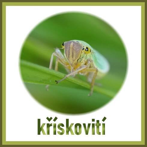 HMYZ - polokřídlí - Fotografie zvířat a přírody - Monika Suržinová