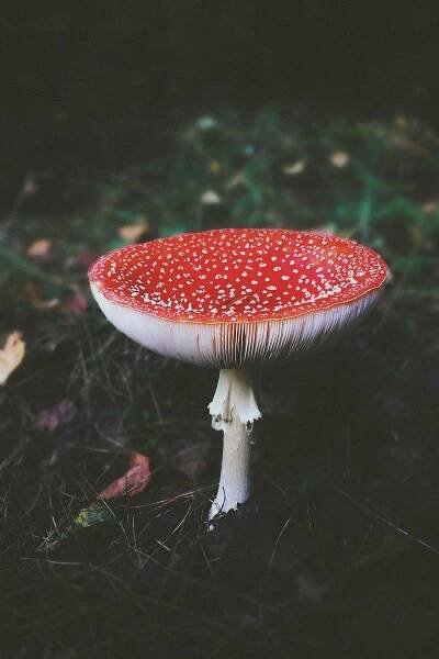 1 000+ nejlepších fotografií na téma Jedovatý · 100% bezplatné stažení · Základové fotografie Pexels
