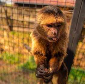 opičák Filip – malpa plačtivá – Zvířátkov