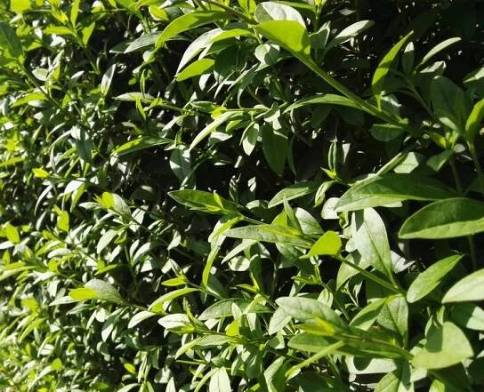 Ptačí zob - Ligustrum vulgare