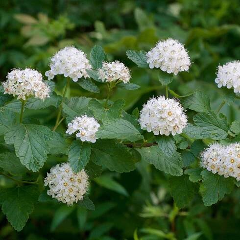Tavolník kalinolistý (PHYSOCARPUS OPULIFOLIUS)