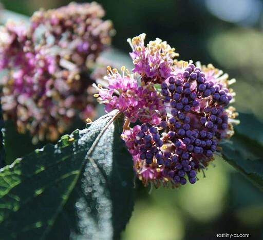 Krásnoplodka japonská (Callicarpa japonica)