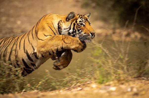 Wildlife