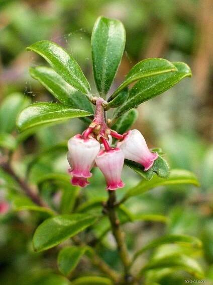 Medvědice lékařská - Arctostaphylos uva-ursi
