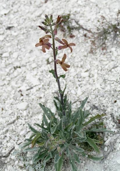 Matthiola fragrans