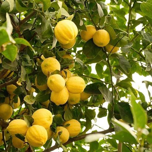 How do you prune a lemon tree? Expert advice on shaping your tree