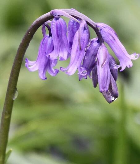 Buy Native Wildflowers | British Wild Flower Plants