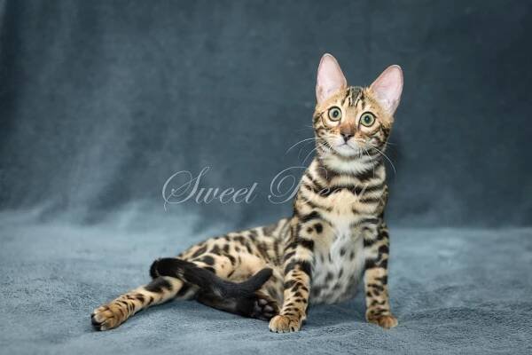 Sweet-beast.com | Bengal | Azelina