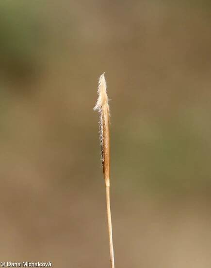 Stipa capillata – kavyl vláskovitý • Pladias: Databáze české flóry a vegetace