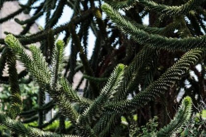Araucaria heterophylla - dospělé stromy mají listy šupinaté (Foto: Shutterstock)