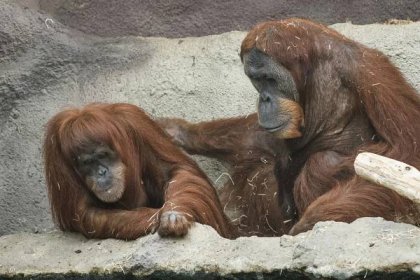 Zotavená orangutanice Mawar se vrátila do výběhu. Hned se chtěla pářit