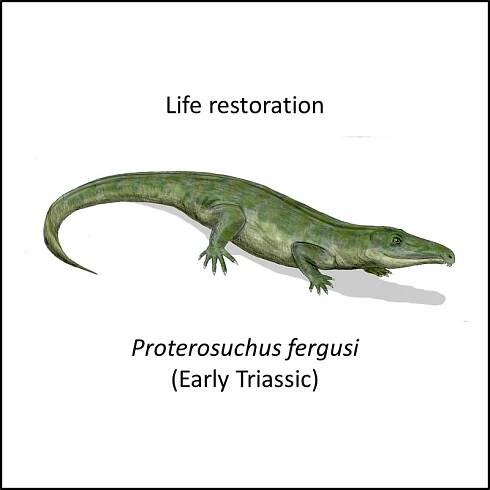 Archosauria stem group
