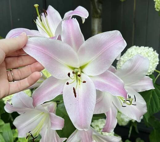 Types of lilies