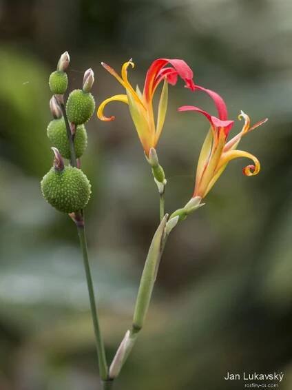 Dosna indická (Canna indica)