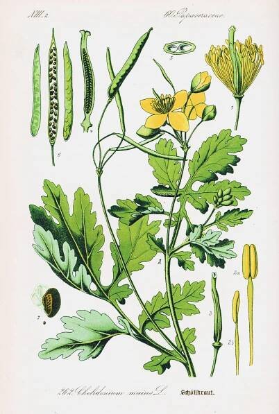 Chelidonium Majus