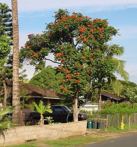 Soubor:Spathodea campanulata A.jpg