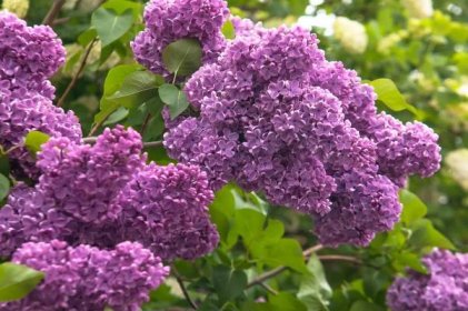 Tips for Growing the Common Lilac in Your Garden