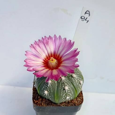 Astrophytum asterias cv. Rainbow flower A94