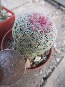 kaktusy echinocereus pectinatus v rigidissimus - Dům a zahrada