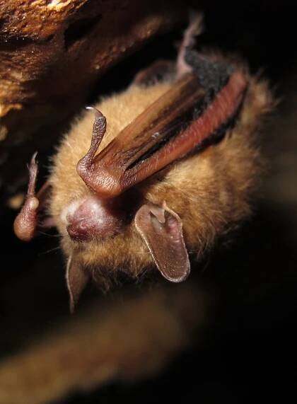 yangochiroptera on Tumblr