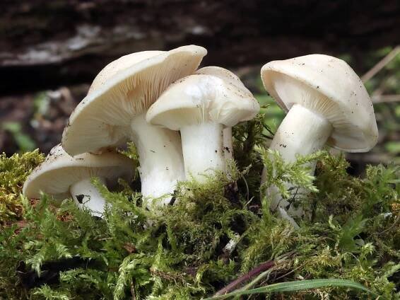 Calocybe gambosa 