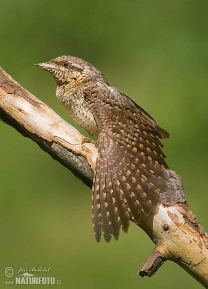 Krutihlav obecný | Naturfoto.cz
