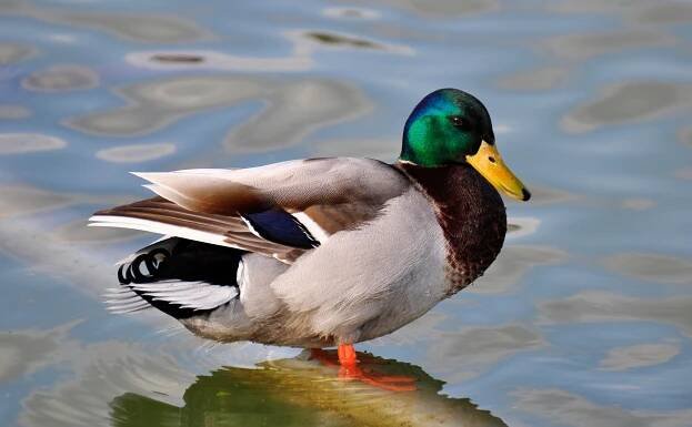 Exploring the Fascinating Variety of Duck Breeds in New Zealand: A Guide to NZ Duck Breeds