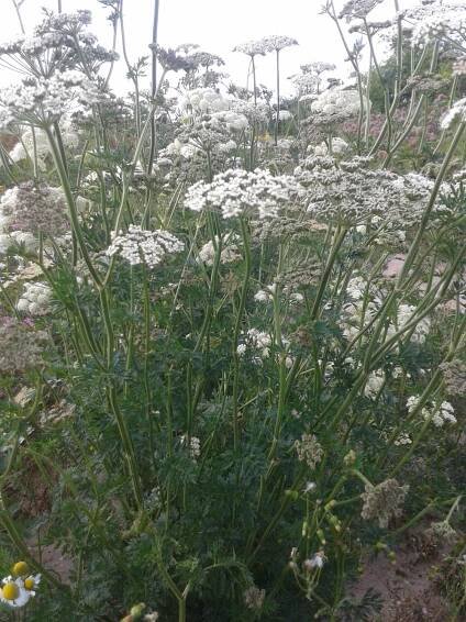 miříkovité- APIACEAE – 2. stránka – PlantaNaturalis.com
