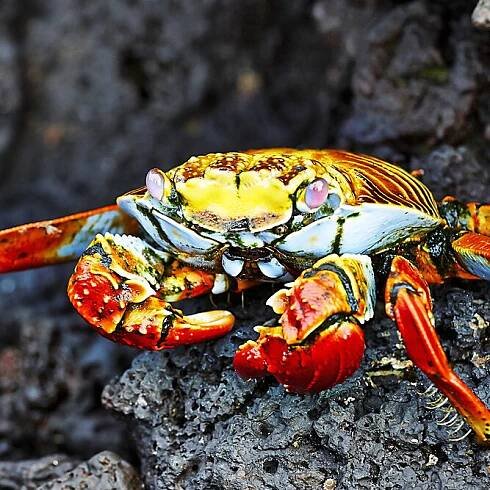 Ekvádor, Galapágy – Krab lávový