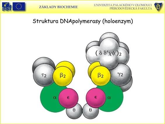 PPT - Základy biochemie KBC/BCH PowerPoint Presentation, free download - ID:1127443