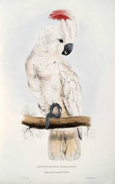 Salmon Crested Cockatoo