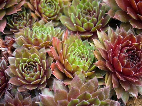 Plagas y enfermedades de Sempervivum tectorum