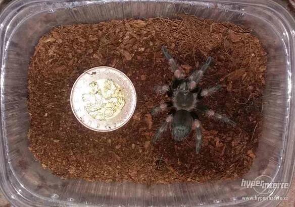 Sklípkan Brachypelma hamorii (smithi) - mláďata - foto 3