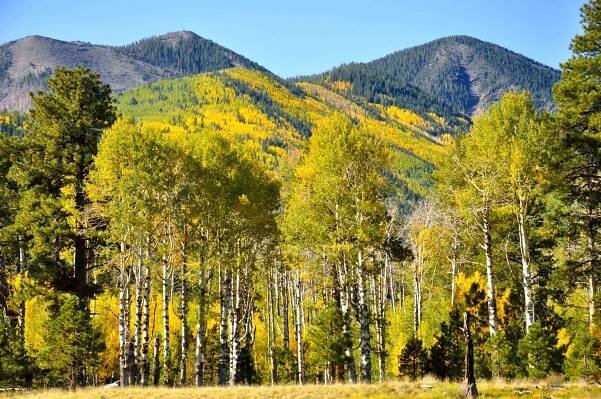 Flagstaff Fall Colors