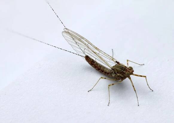 Obrázek - Baetidae (dvoukřídlé jepice) | BioLib.cz