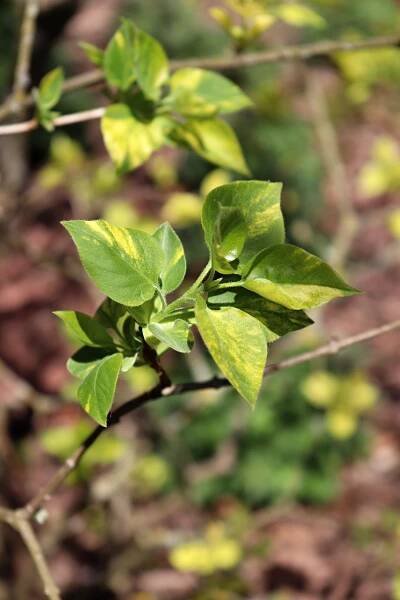Šeřík obecný Aucubifolia - jarní listy (Syringa vulgaris), listy