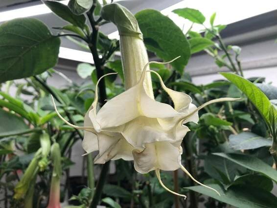 CHARLESTON | Brugmansia