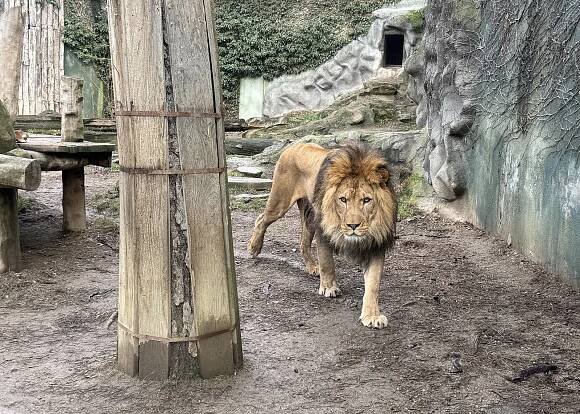 Olomoucká zoo v zimě? Dobrodružství bez davů a se slevou