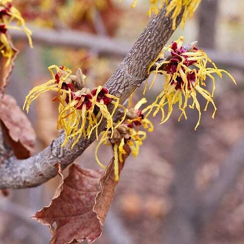 Sandra witch hazel