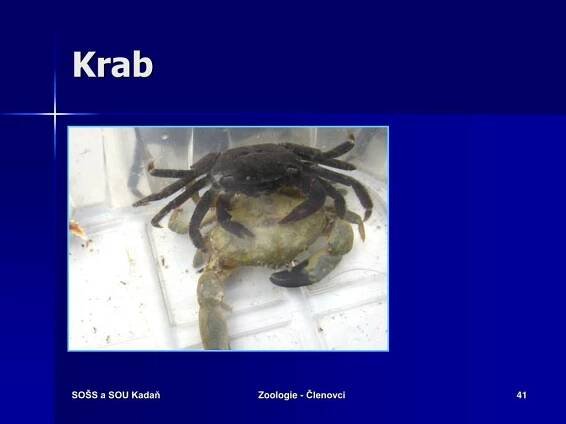 PPT - ZOOLOGIE KMEN: ČLENOVCI PowerPoint Presentation, free download - ID:542304