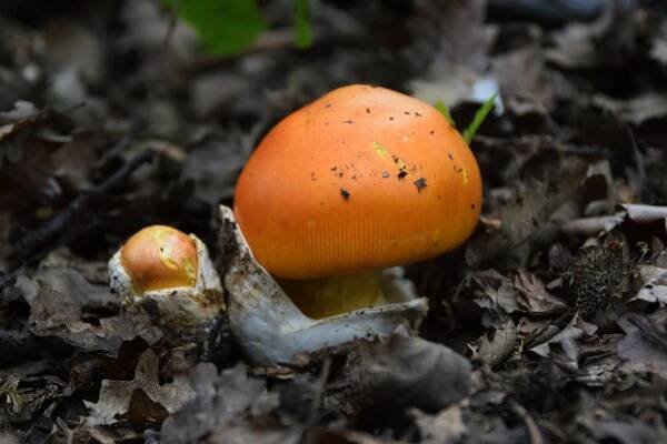 Muchomůrka císařka (císařská) (Zdroj: Shutterstock)